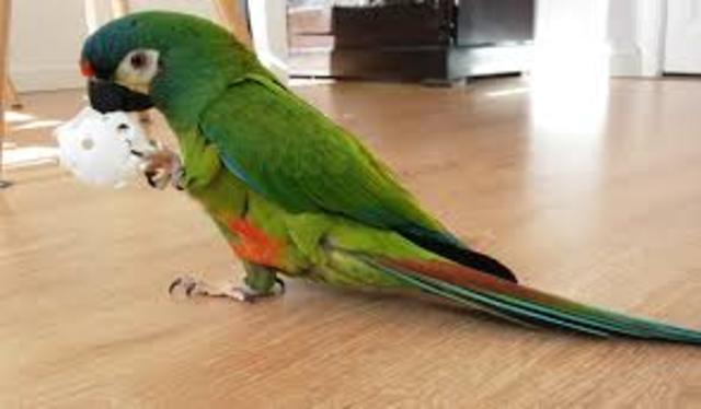 me regaaron mi loro roberto