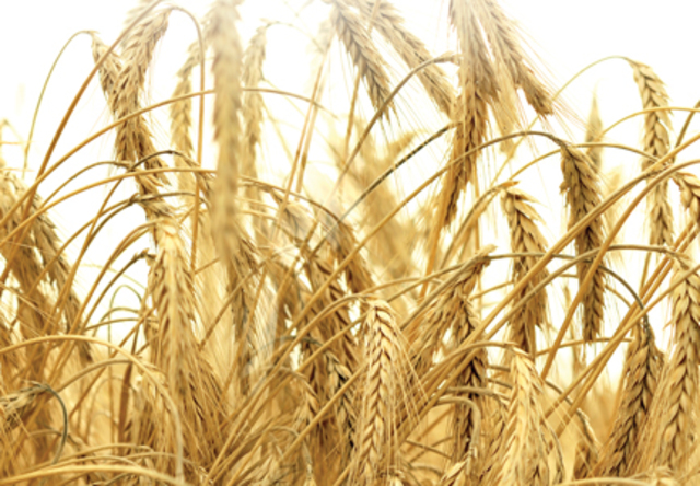 Wheat