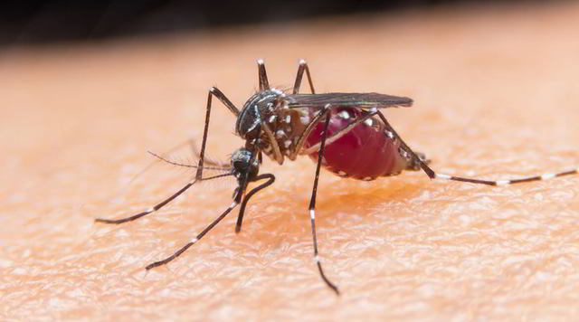 Descubrimiento del ciclo de vida del parásito de la Malaria