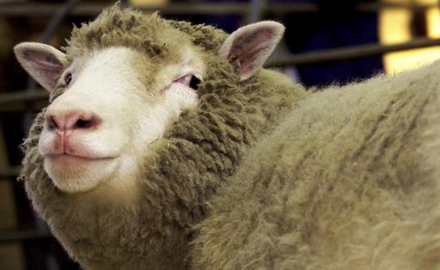 La clonacion de la oveja dolly