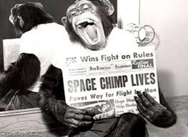 Ham the Astrochimp