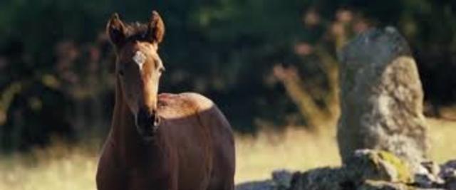 Joey is bought as a foal