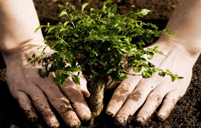 Se crea la Ley de Desarrollo Forestal Sustentable