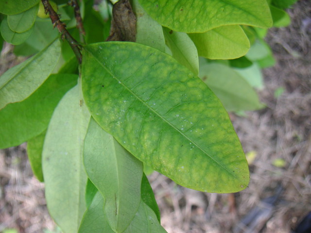 Coca Plant