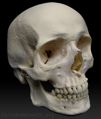 Aparición del Homo sapiens