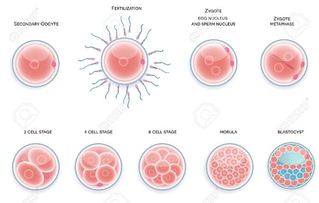 1 RA  SEMANA FECUNDACIÓN