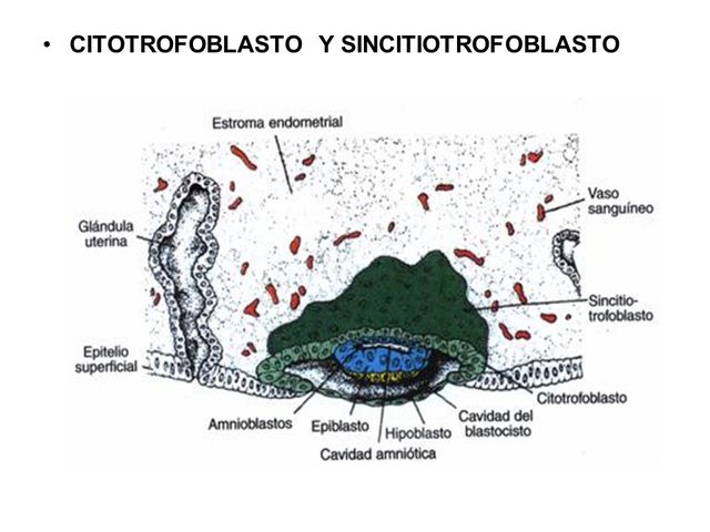 (2DA SEMANA) FORMACION DEL BLASTOCITO