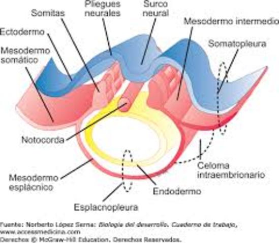 (2 DA. SEMANA) FORMACIÓN DEL BLASTOCITO