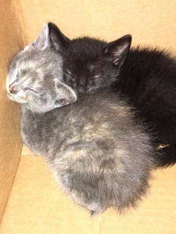 Got Luna and Eclipse