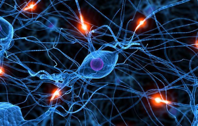El descubrimiento de una nueva célula nerviosa