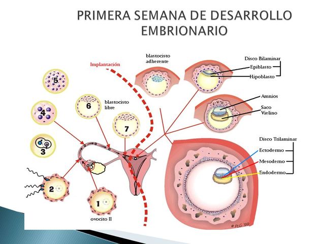 Fecundacion Primera Semana