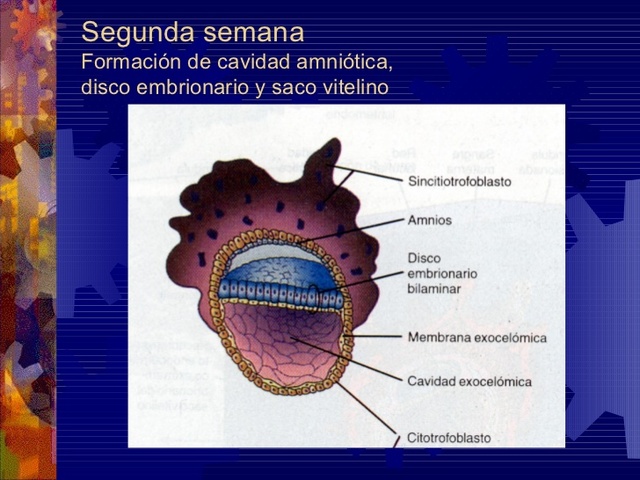 Formación cavidad amniótica