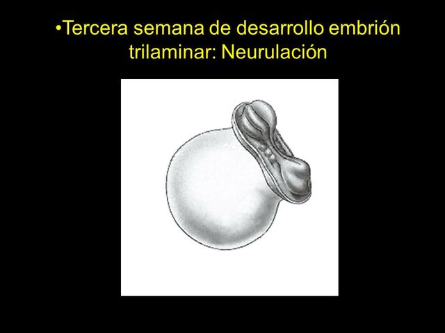 Neurulación (3ra semana)