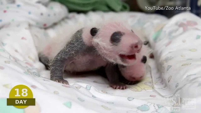 Newborn Pandas (0-4 months)