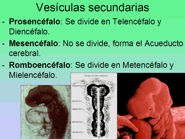 Vesículas secundarias