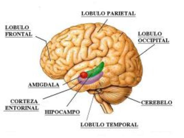 Formación estructuras del encéfalo