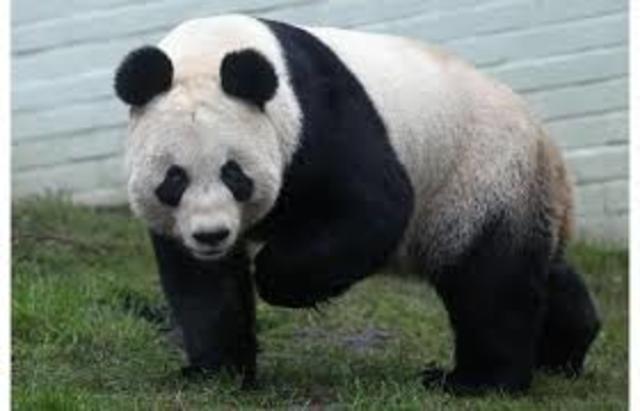 Life Expectancy (20 years)