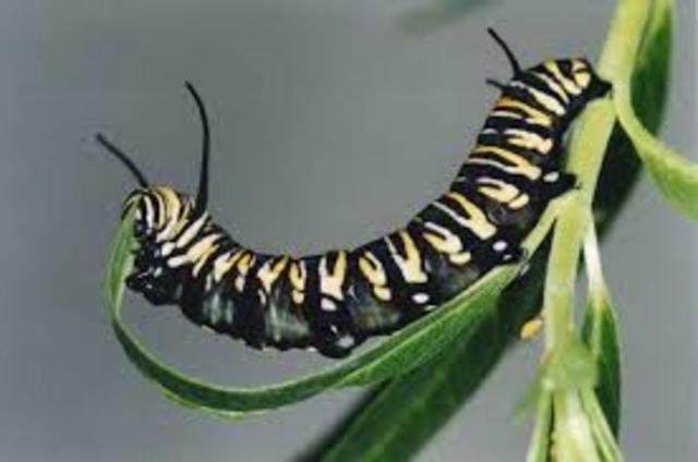 Larva