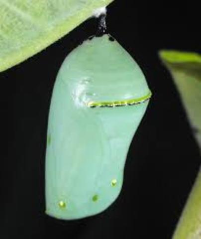Chrysalis