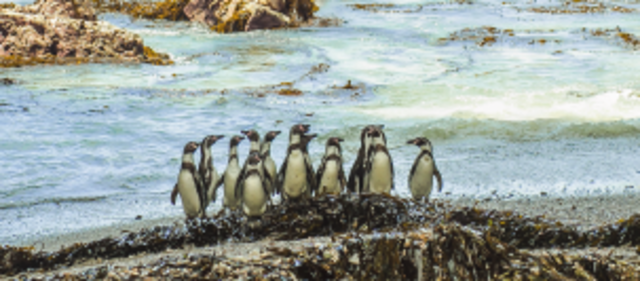 Conversión de 33 reservas guaneras en reservas naturales