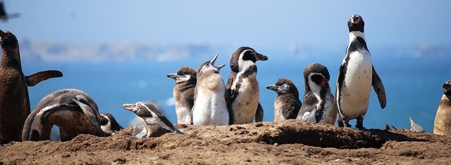 Creación de la Reserva Nacional Islas, Islotes y Puntas Guaneras