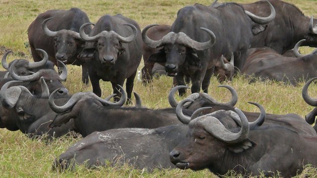 Les buffalos arrêtent le train