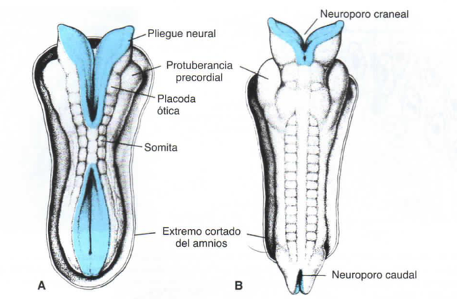 NEURULACION ( Formacion del tubo neural)