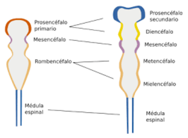 FORMACIÓN DE VESÍCULAS PRIMARIAS Y SECUNDARIAS