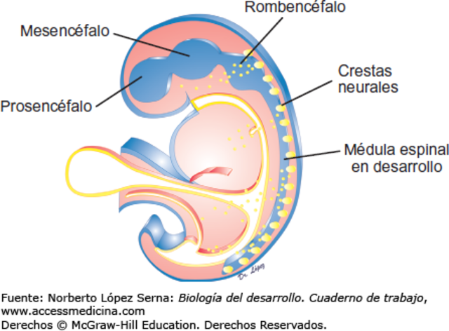 FORMACIÓN DE VESÍCULAS PRIMARIAS Y SECUNDARIAS