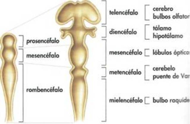 FORMACIÓN DE VESÍCULAS PRIMARIAS Y SECUNDARIAS