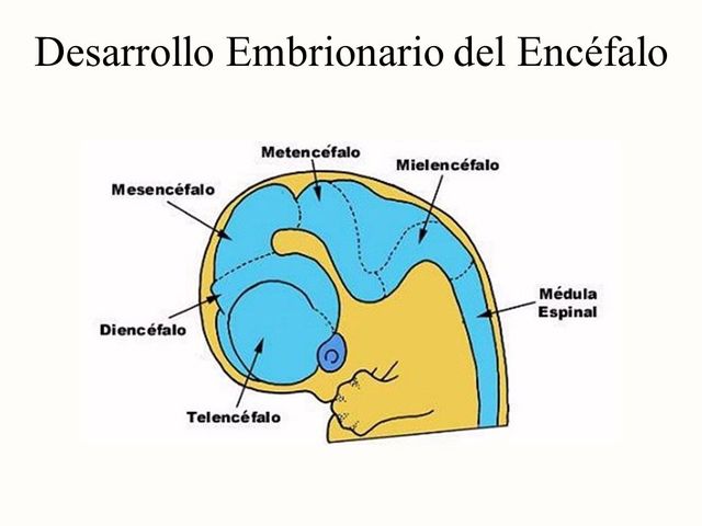 FORMACIÓN DE VESÍCULAS PRIMARIAS Y SECUNDARIAS