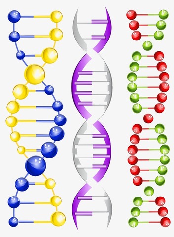 Francis Crick , James D. Watson y Rosalind Franklin descubren la estructura molecular del ADN