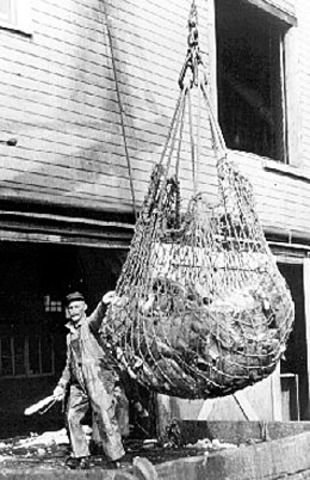 Halibut Treaty (Political)