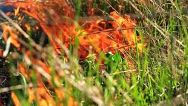 Fourth of July disaster