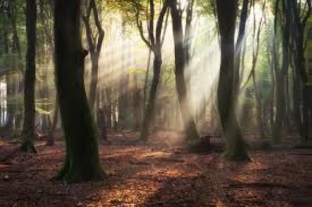 when 3 of my kittens ran away