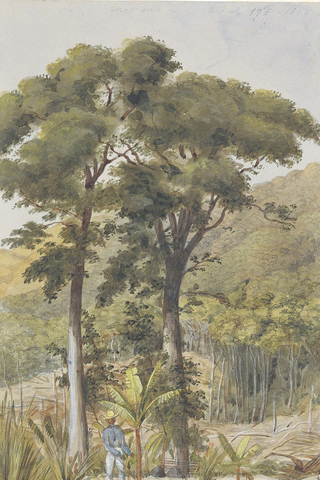 Acuarelas de Edward Mark