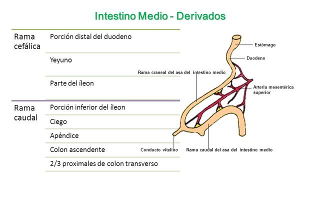 DERIVADOS DEL INTESTINO MEDIO - Rama craneal
