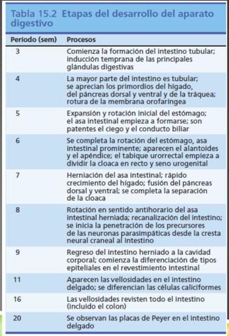 ETAPAS DEL DESARROLLO