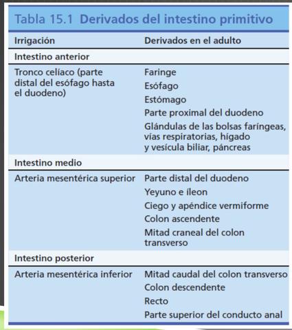 DERIVADAS DEL INTESTINO PRIMITIVO
