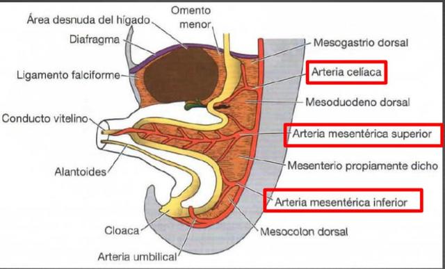 IRRIGACIÓN DEL INTESTINO PRIMITIVO