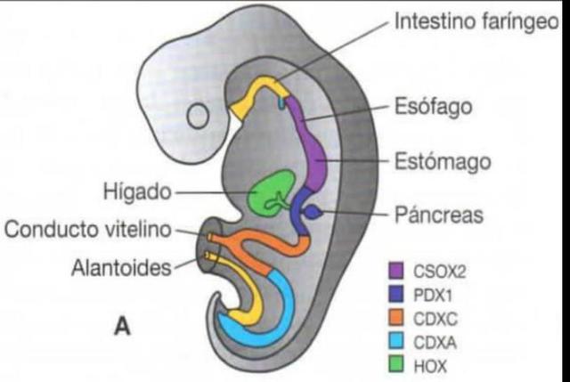 REGULACIÓN MOLECULAR