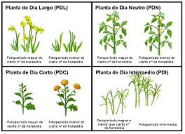 U.U Garner y G.A Allard