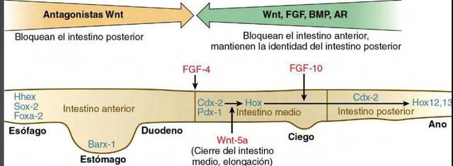 CONFIGURACIÓN INICIAL DEL INTESTINO