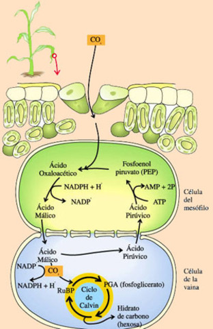 G. Embden O. Meyerhov e I. Parnas