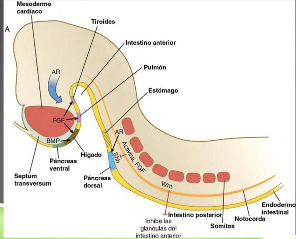 SEÑALIZACIÓN EN LA INDUCCIÓN DE GLÁNDULAS