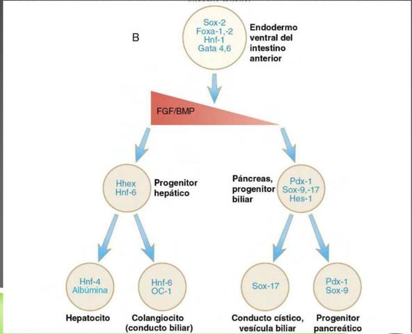 FACTORES DE TRANSCRIPCIÓN DEL DESARROLLO DE HÍGADO Y PÁNCREAS