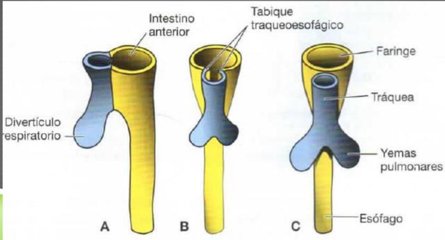 FORMACIÓN DEL ESÓFAGO