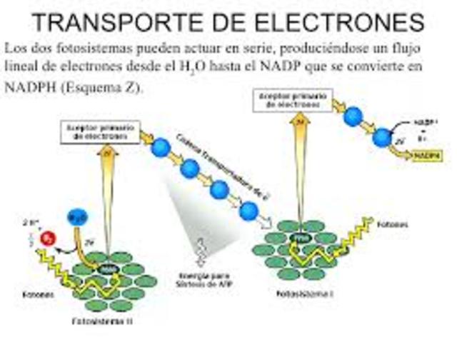 R. Hill y F. Bendall