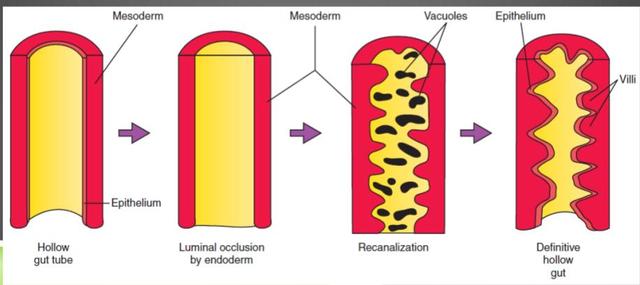 FORMACIÓN DEL DUODENO