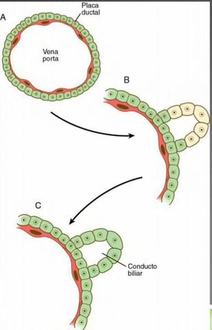 FORMACIÓN DE CONDUCTOS BILIARES